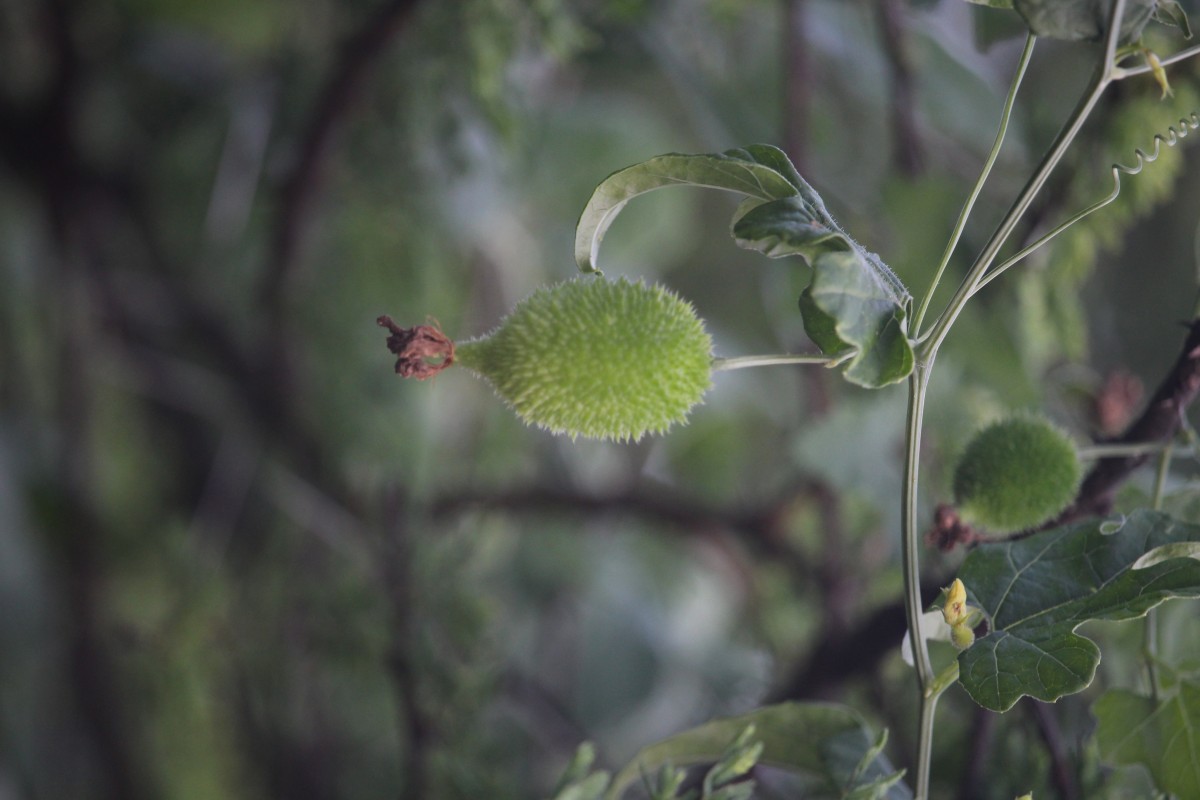 Momordica dioica Roxb. ex Willd.